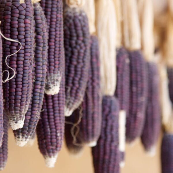 Indigenous Dark Purple Corn seeds