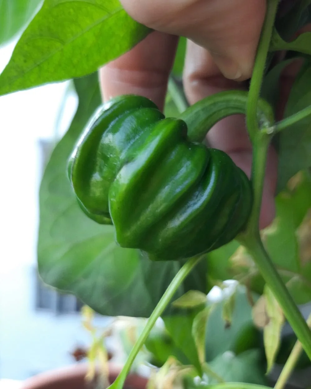Davanagere Capsicum