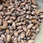 Porter Family Bush Heirloom Bean Seeds