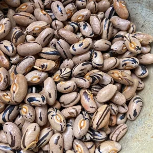 Porter Family Bush Heirloom Bean Seeds