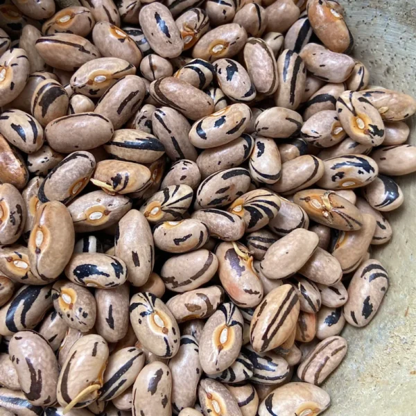 Porter Family Bush Heirloom Bean Seeds