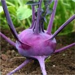 KnolKhol Purple Kohlrabi OP Seeds