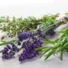 Rosemary Aromatic Herb Gardening seeds - Image 2
