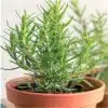 Rosemary Aromatic Herb Gardening seeds