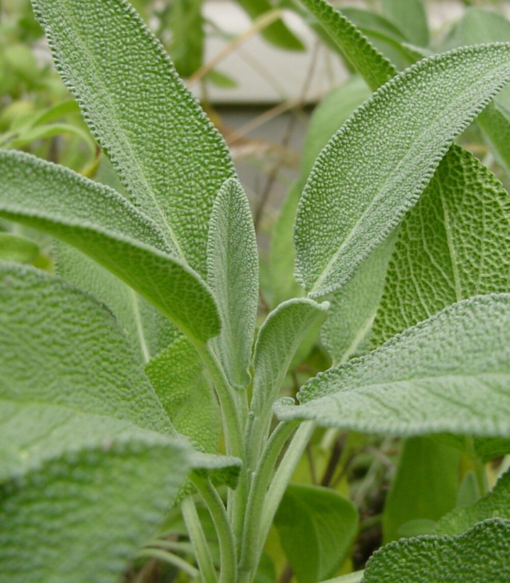 Sage Aromatic herb gardening seeds