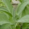 Sage Aromatic herb gardening seeds