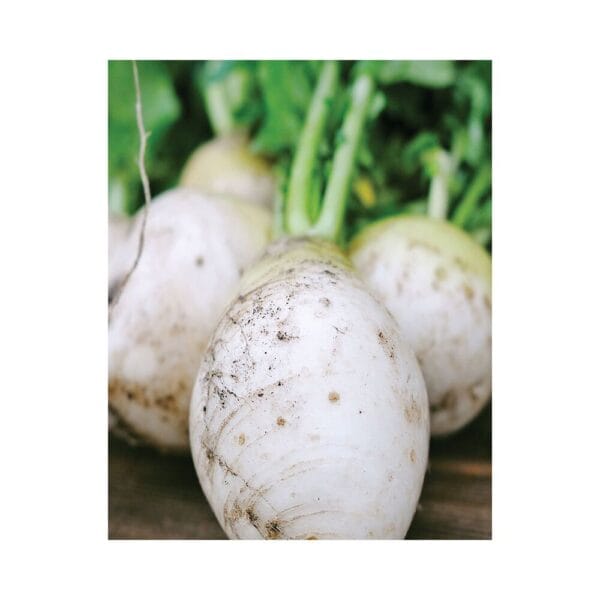 SnowBall Turnip OP Gardening Seeds