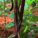 Kerala Vengeri Brinjal Native Seeds