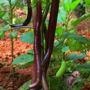 Kerala Vengeri Brinjal Native Seeds