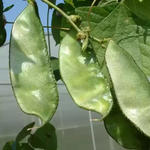 Elephant Ear Bean Gardening seeds