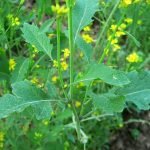 Indian black OP Mustard Seeds