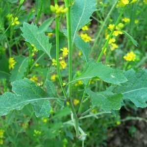 Indian black OP Mustard Seeds