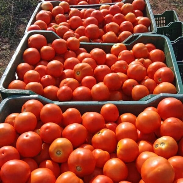 Native Madhanapalle Tomato open pollinated seeds