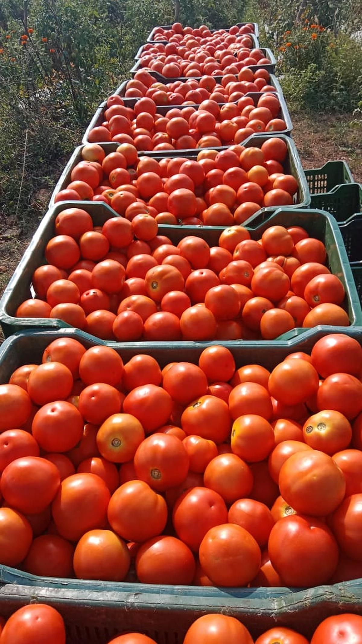 Native Madhanapalle Tomato open pollinated seeds