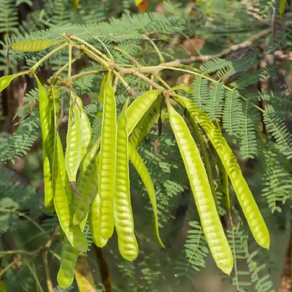 Premium Organic Soundal Seeds for a Greener Garden
