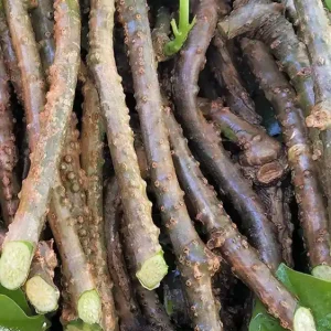 Giloy Tinospora cordifolia Live plant cuttings - Fever Cure