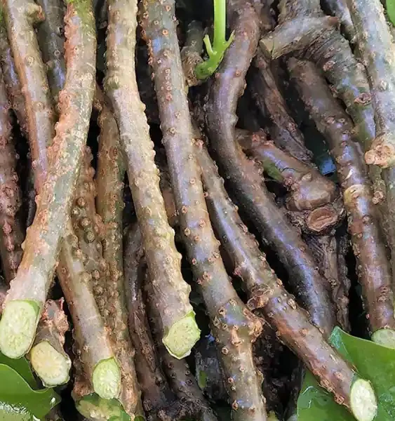 Giloy Tinospora cordifolia Live plant cuttings - Fever Cure