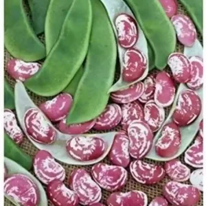 Double Beans Red Gardening Seeds