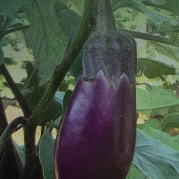 Annamalai Brinjal Organic Open Pollinated Seeds