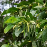 Australian Rosewood Acacia Cracicarpa tree seeds