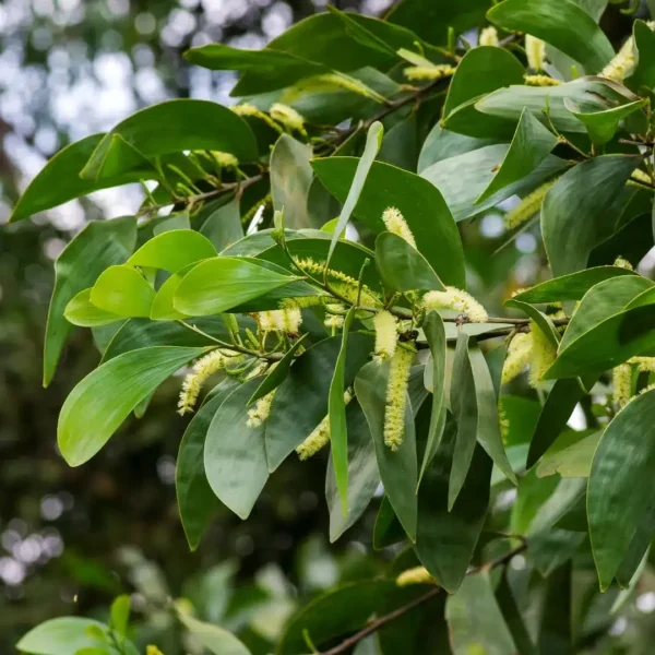Australian Rosewood Acacia Cracicarpa tree seeds