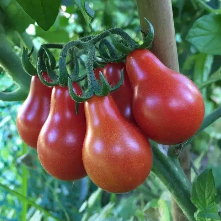 Heirloom Red Pear Tomato seeds