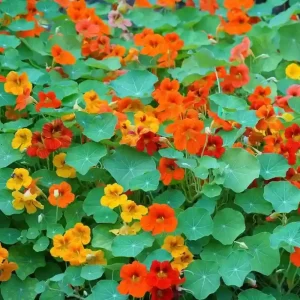 Nasturtium Alaskan Mix flower seeds