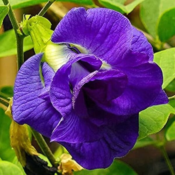 ButterFly Pea Blue Double Petal Aparajitha flower seeds