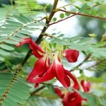 Sesbania Grandiflora Red Agathi flower seeds