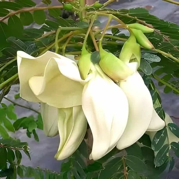 Sesbania grandiflora White Agathi flower seeds