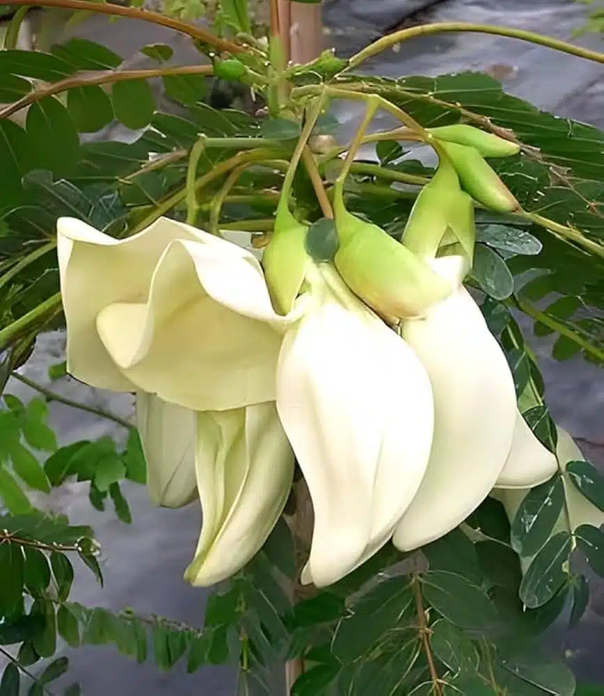 Sesbania grandiflora White Agathi flower seeds