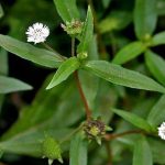 Bhringraj - Karisalankanni (False Daisy) seeds