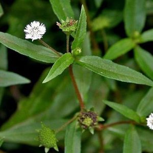 Bhringraj - Karisalankanni (False Daisy) seeds