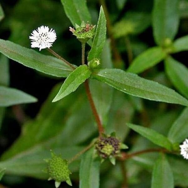 Bhringraj - Karisalankanni (False Daisy) seeds