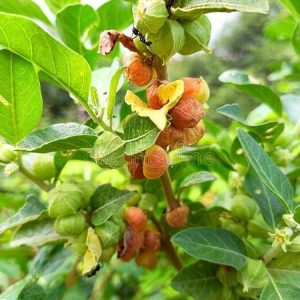 Ashwagandha medicinal plant seeds
