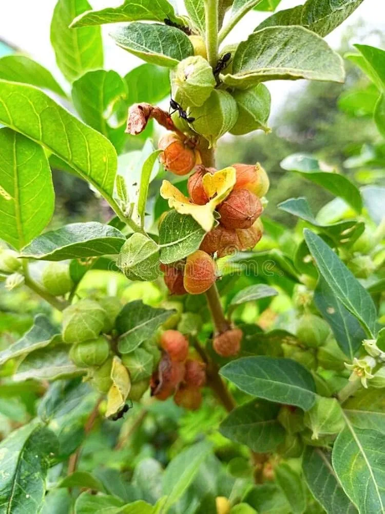 Ashwagandha medicinal plant seeds