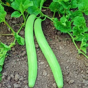 Heirloom Armenian Cucumber Seeds
