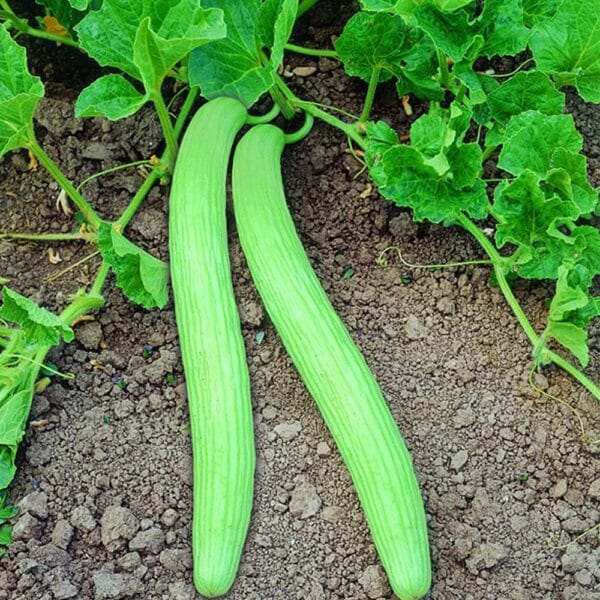 Heirloom Armenian Cucumber Seeds