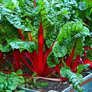 Swiss Chard Red open pollinated seeds