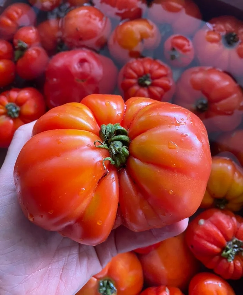 Local Kashi Beefsteak Tomato seeds
