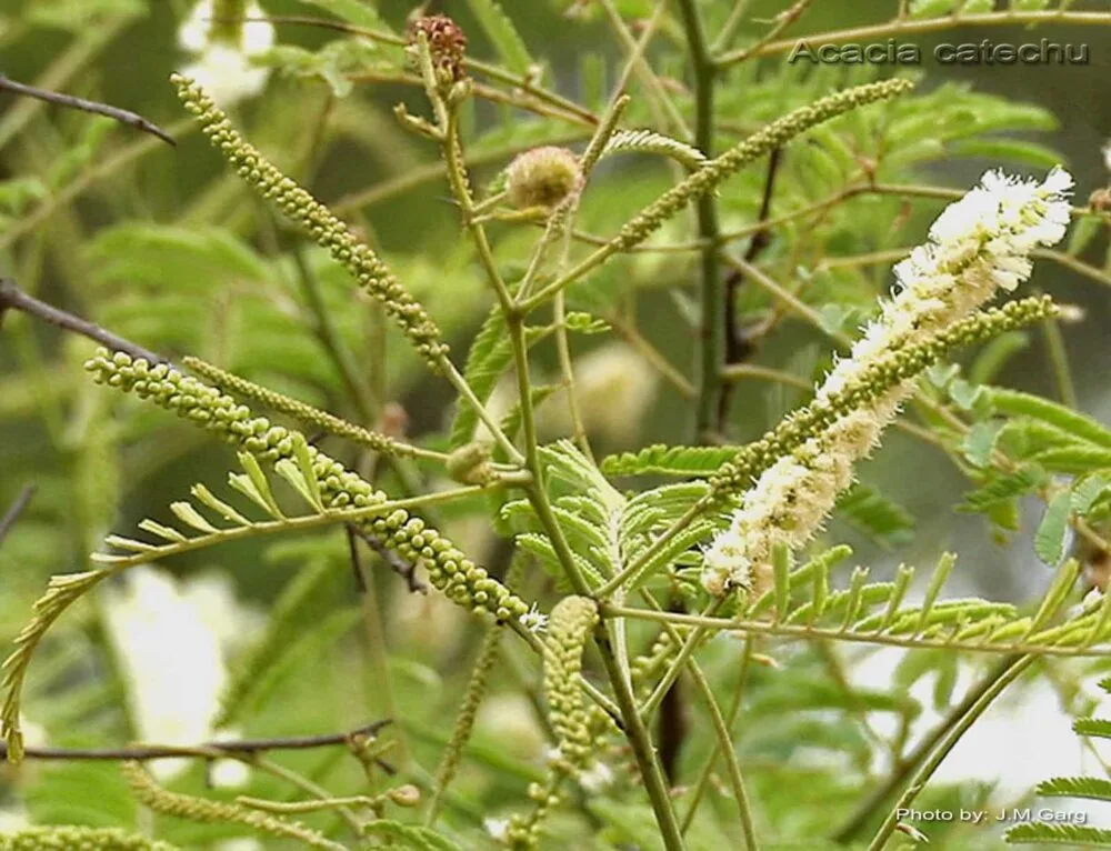 Khair (Acacia Catechu)