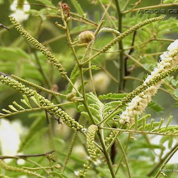 Khair (Acacia Catechu)