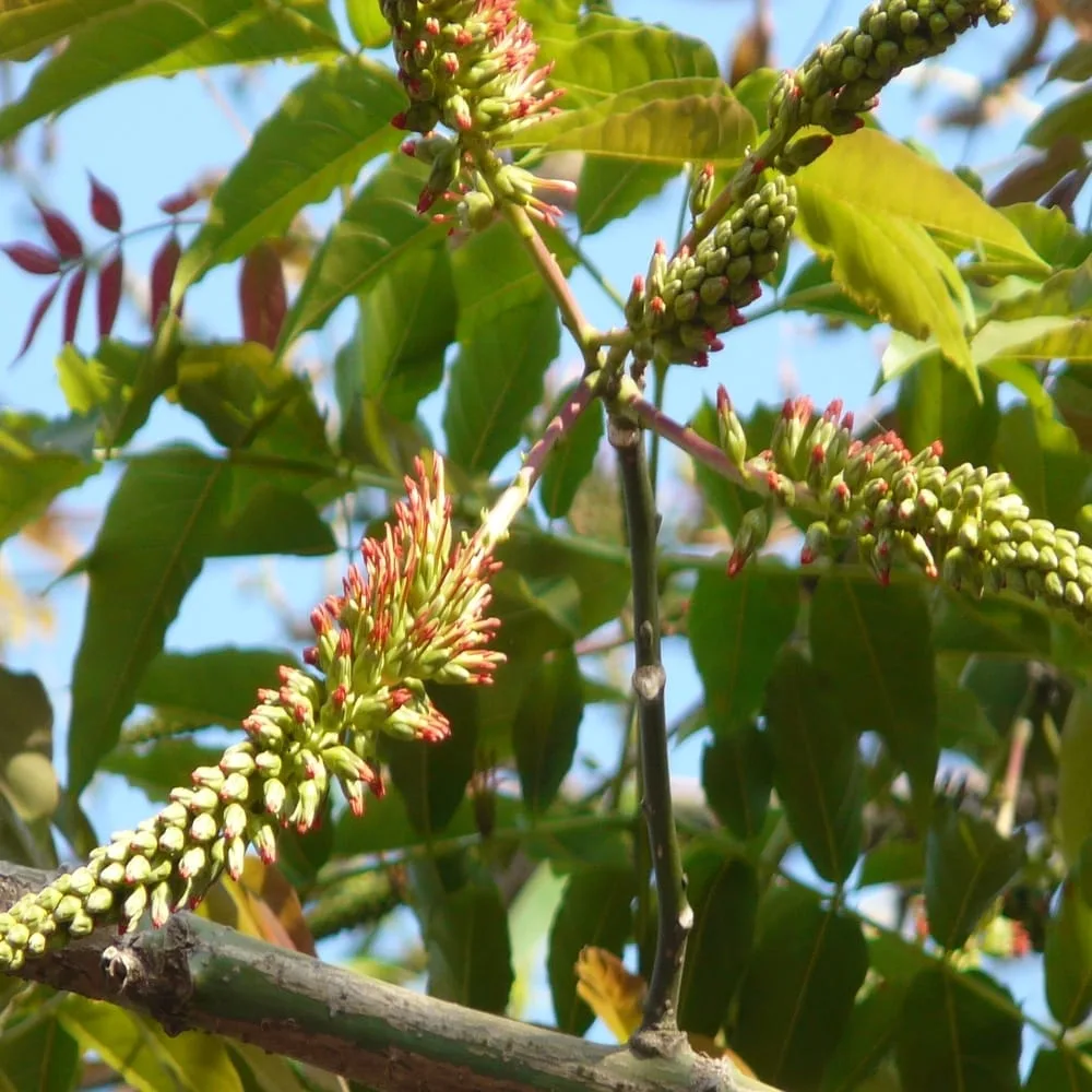 Pink Cedar(Acrocarpus fraxinifolius)