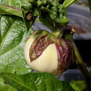 Heirloom Musuku Badane Brinjal Seeds