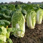 Napa Cabbage Open Pollinated Seeds