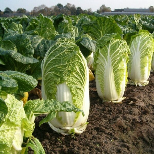 Napa Cabbage Open Pollinated Seeds