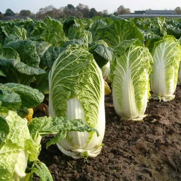 Napa Cabbage Open Pollinated Seeds
