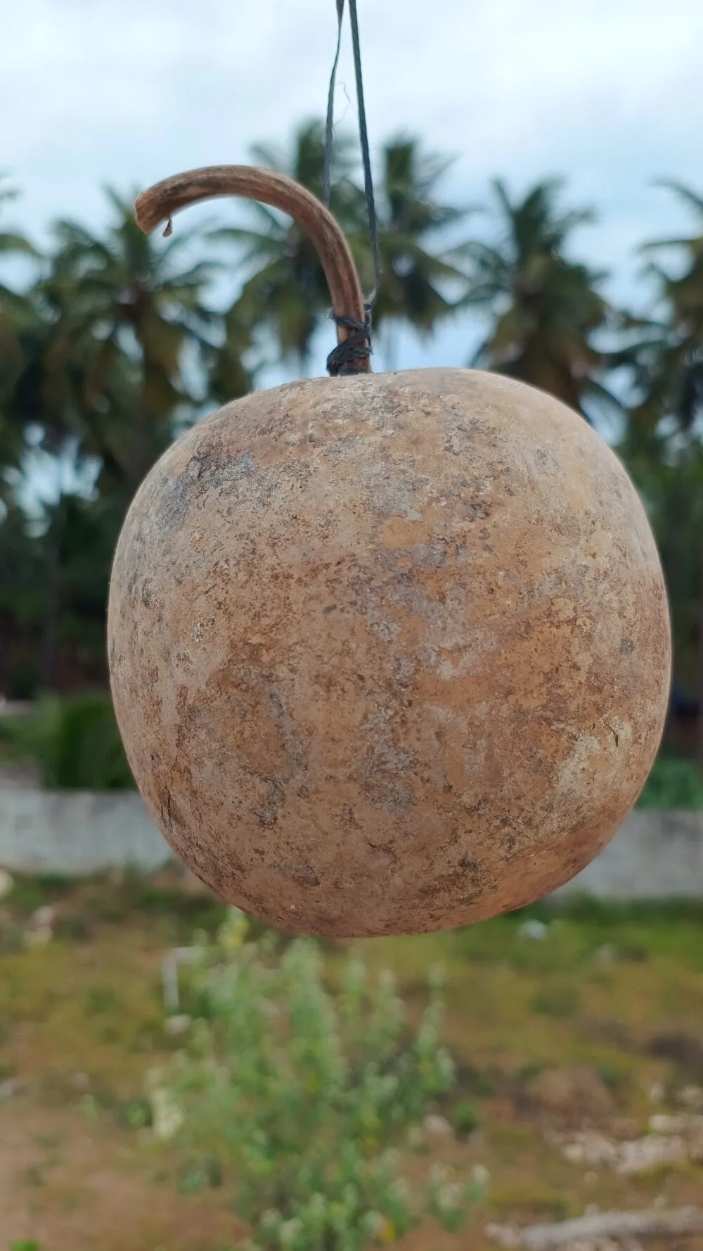 Kumbala Bottlegourd vegetable seeds