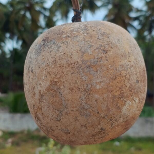 Kumbala Bottlegourd vegetable seeds