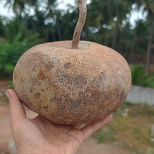 Kinnara Bottlegourd vegetable seeds